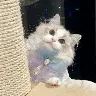 รrnek Resim