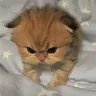 รrnek Resim