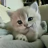 รrnek Resim