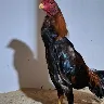 Örnek Resim
