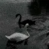 รrnek Resim